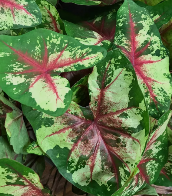 Caladium Flatter Me