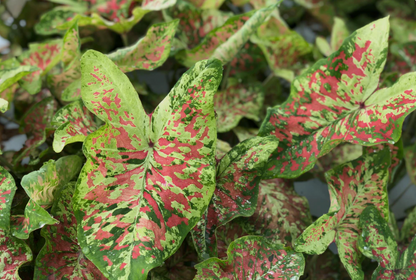 Caladium Mesmerized