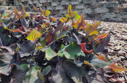 Caladium Midnight Oil