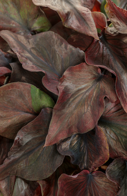 Caladium Midnight Oil
