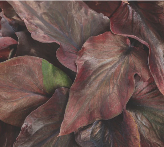 Caladium Midnight Oil