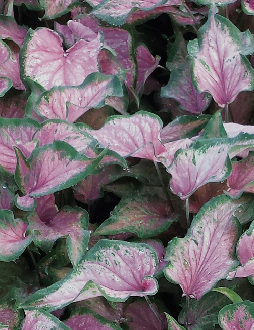 Caladium Va Va Violet