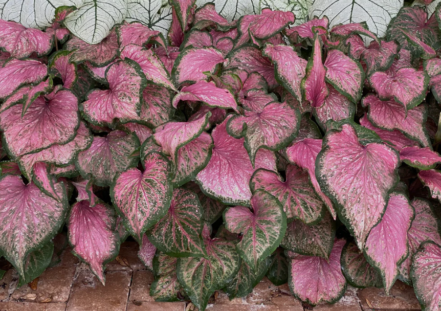 Caladium Va Va Violet