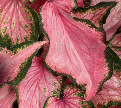 Caladium Va Va Violet