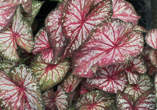 Caladium Xplosion