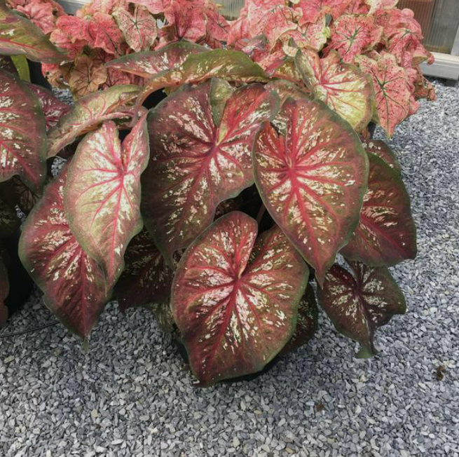 Caladium Xplosion