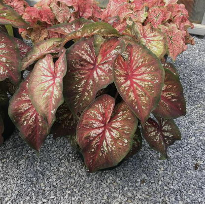 Caladium Xplosion