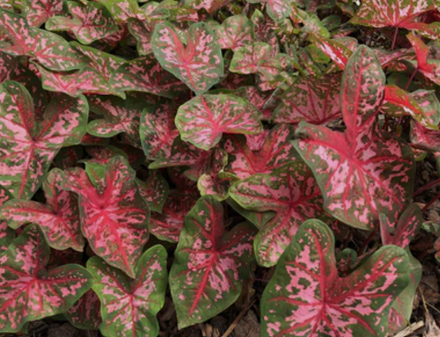 Caladium Xplosion