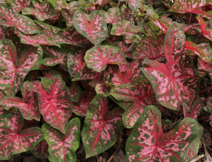 Caladium Xplosion