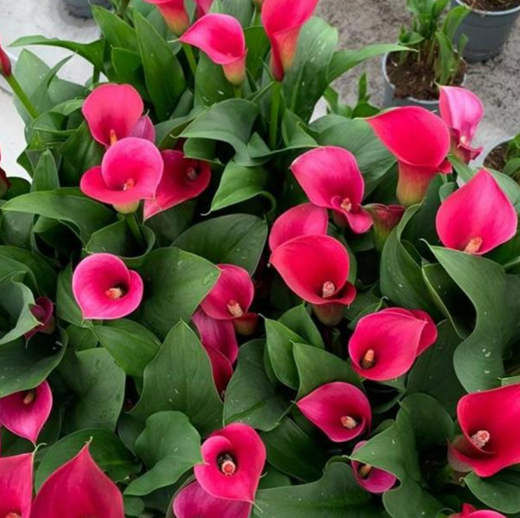Calla Andante