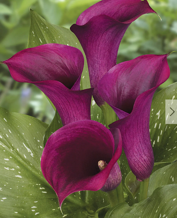 Calla Majic Fire