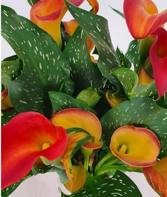 Calla Magic Fire