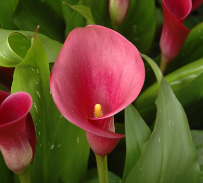 Calla Sumatra