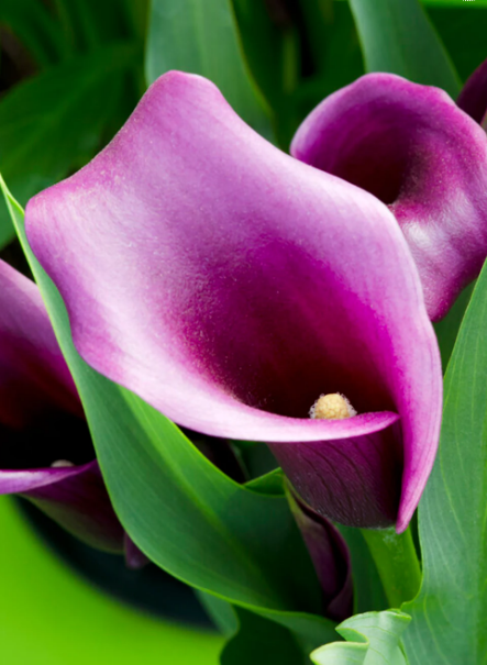 Calla Ultima Calla Bulbs – The Bloom Terrace