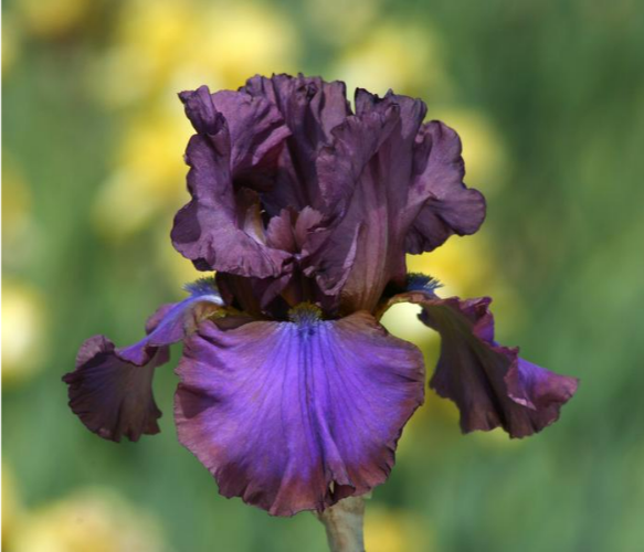 Bearded Iris Cantina