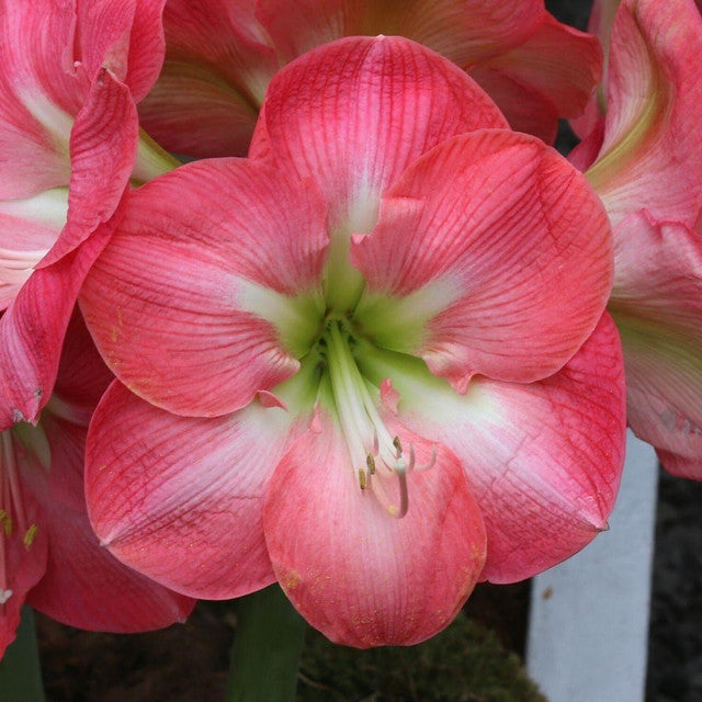 Amaryllis Cape Horn