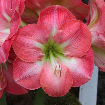 Amaryllis Cape Horn