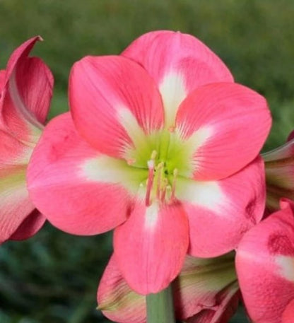 Amaryllis Cape Horn