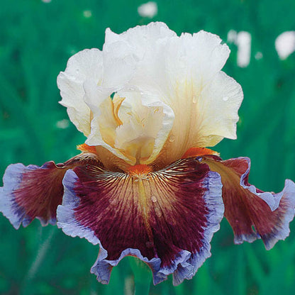 Bearded Iris Care To Dance
