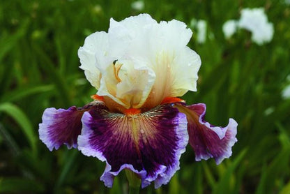 Bearded Iris Care To Dance