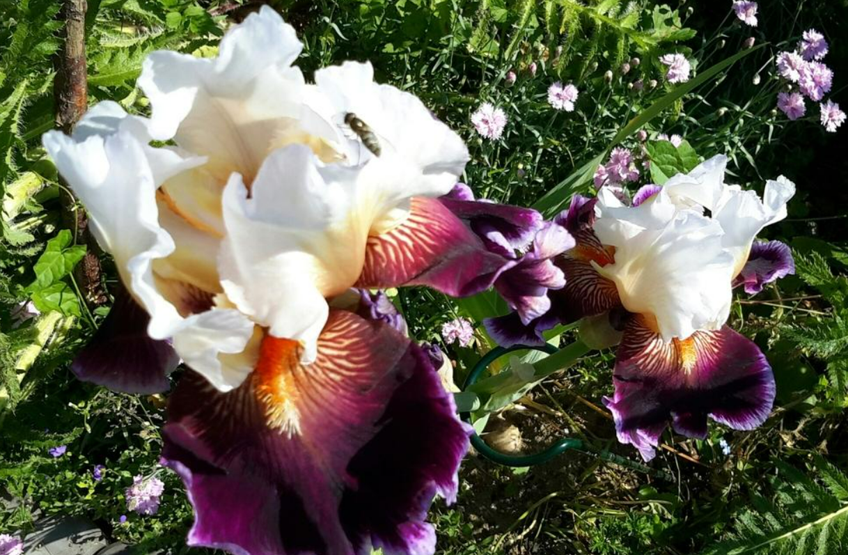 Bearded Iris Care To Dance