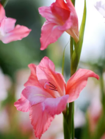 Gladiolus Charming Beauty