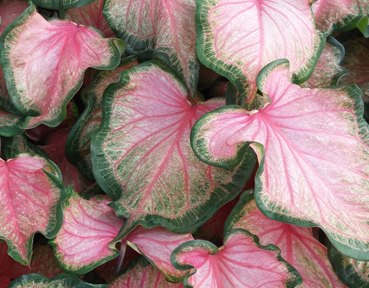 Caladium Chinook