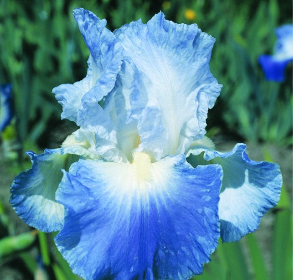 Bearded Iris Clarence