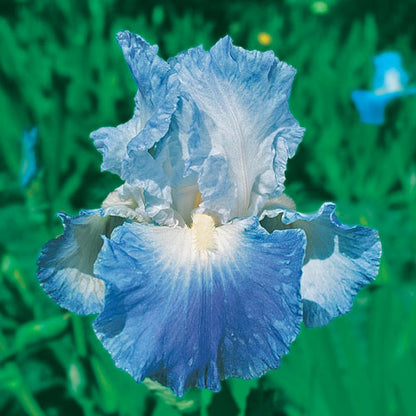 Bearded Iris Clarence