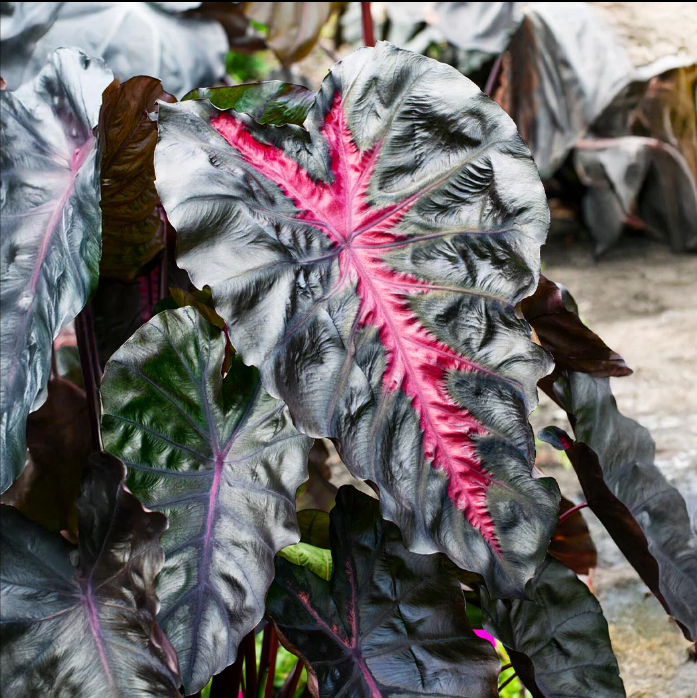 Redemption Elephant Ear