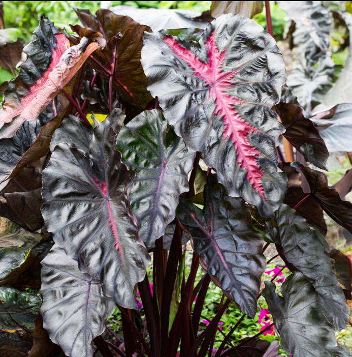 Redemption Elephant Ear