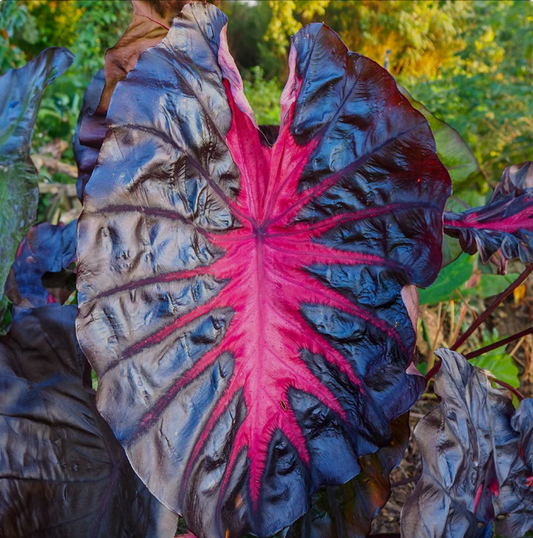 Redemption Elephant Ear