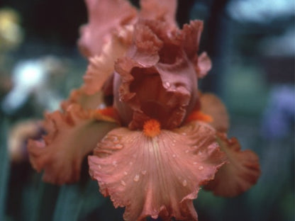 Bearded Iris Copper Classic