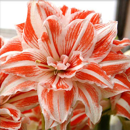 Amaryllis Dancing Queen