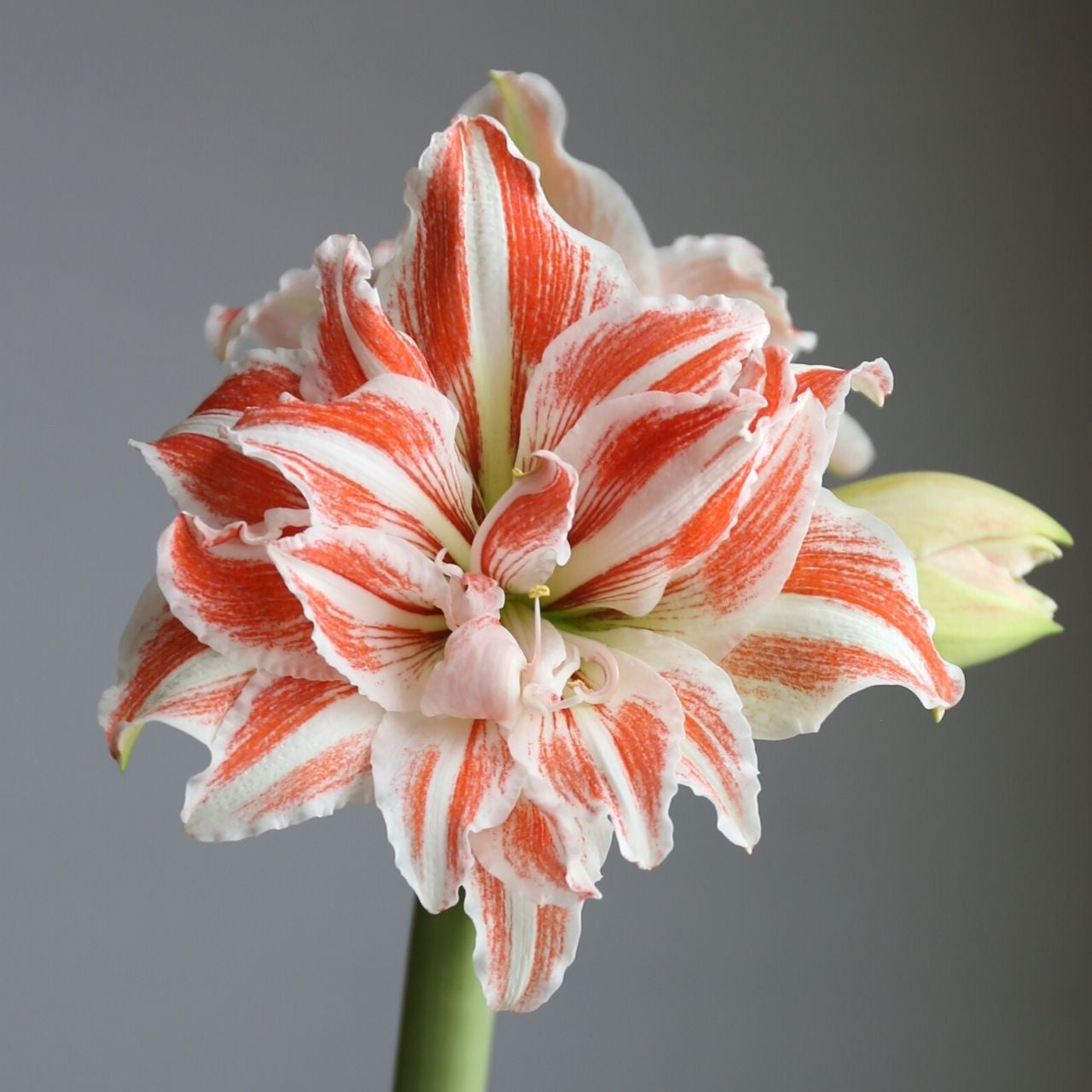 Amaryllis Dancing Queen