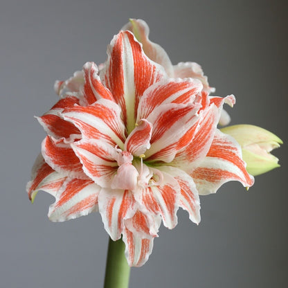Amaryllis Dancing Queen