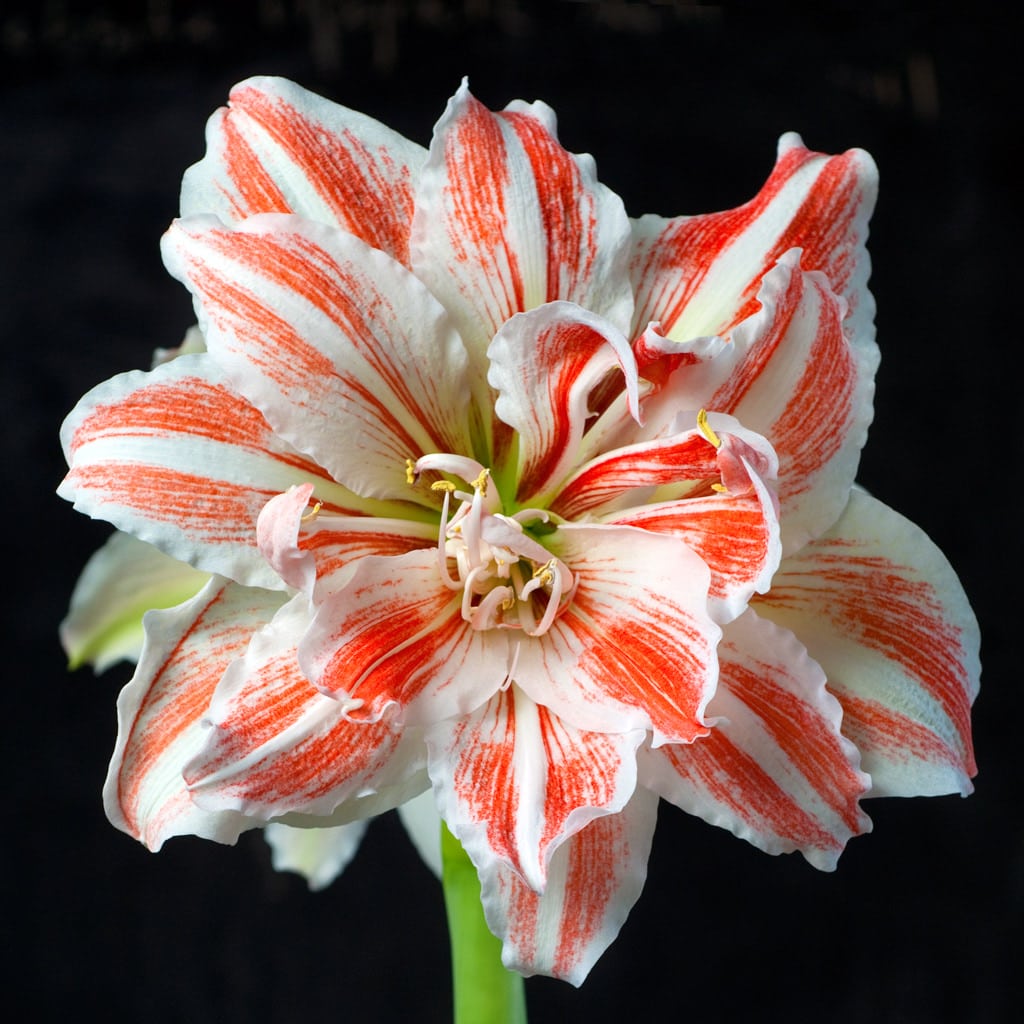 Amaryllis Dancing Queen
