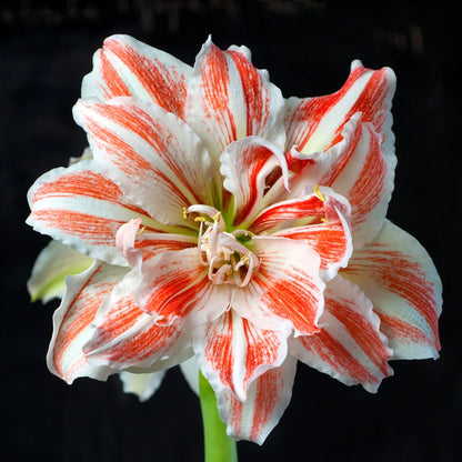 Amaryllis Dancing Queen
