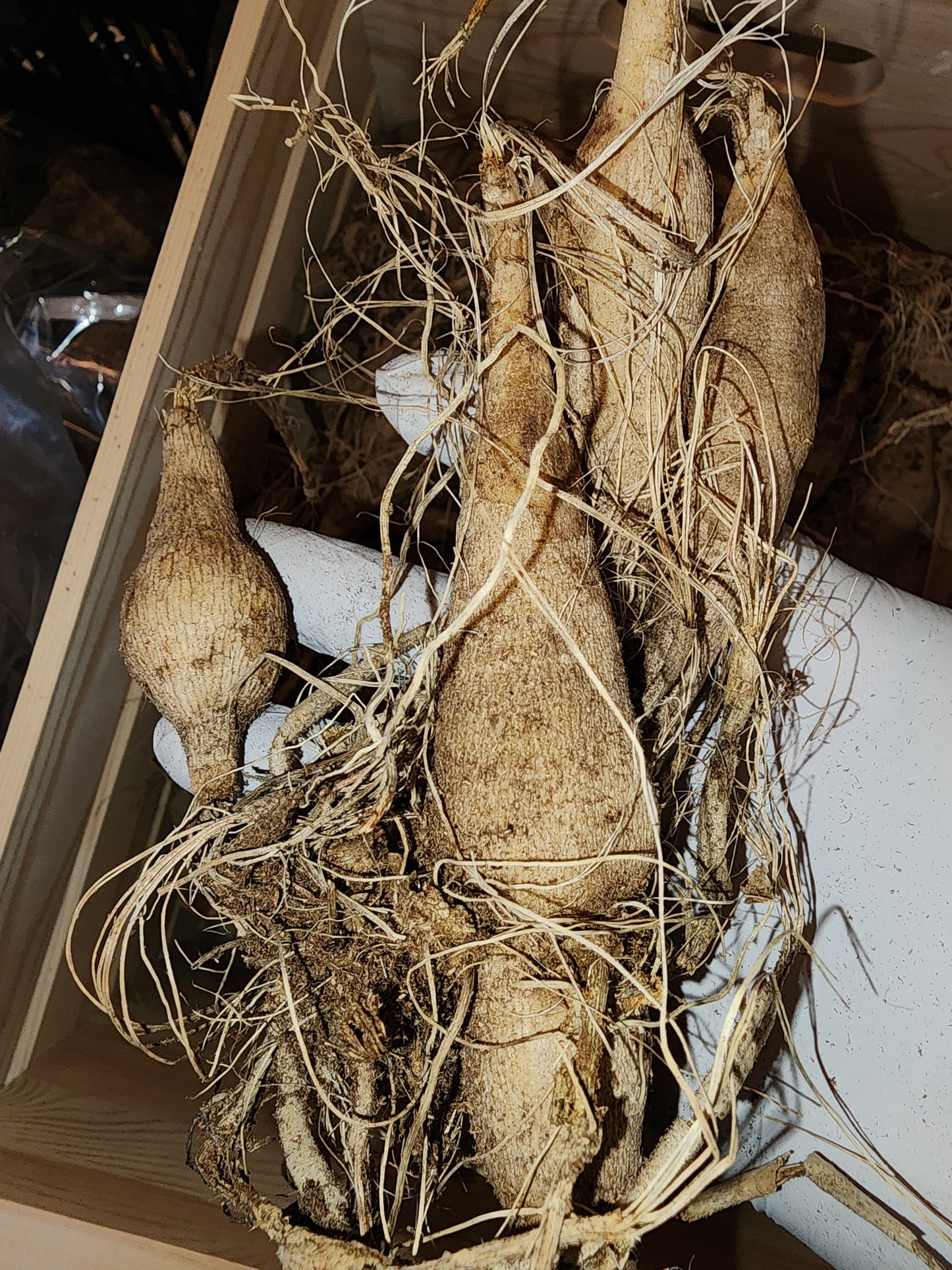 Dahlia Dutch Delight