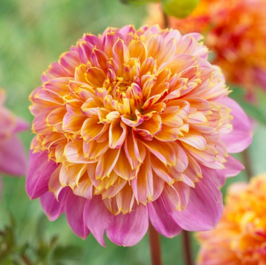 Dahlia Lifestyle