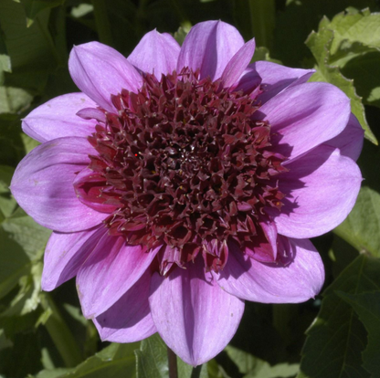 Dahlia Blue Bayou