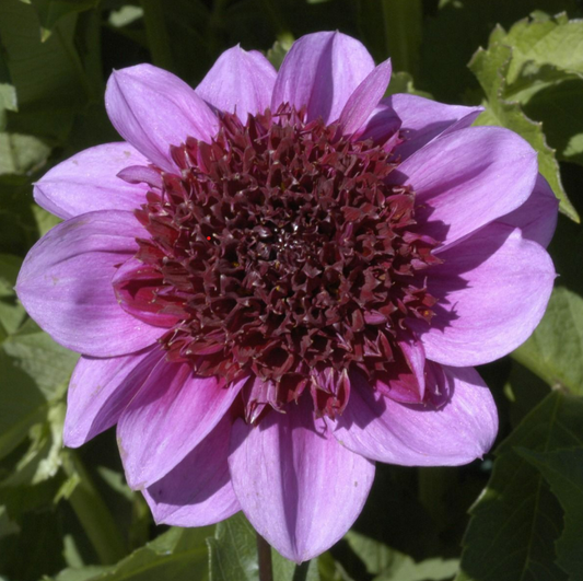 Dahlia Blue Bayou