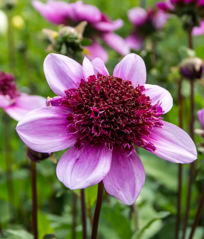 Dahlia Blue Bayou