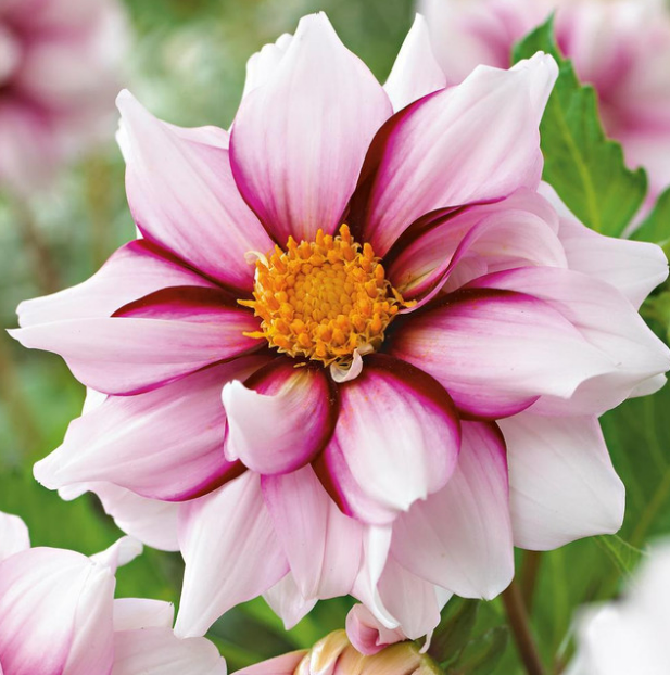Dahlia Edge of Joy