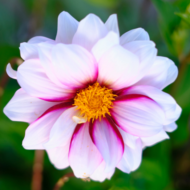 Dahlia Edge of Joy