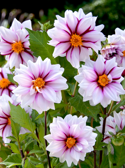 Dahlia Edge of Joy