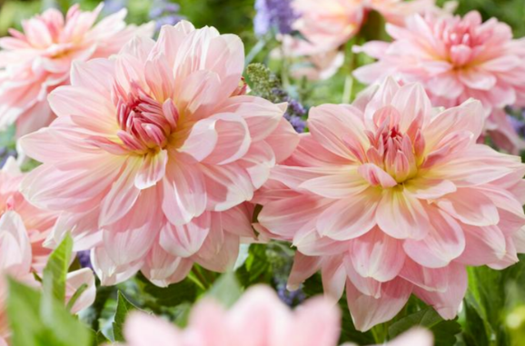 Dahlia Fairway Pilot