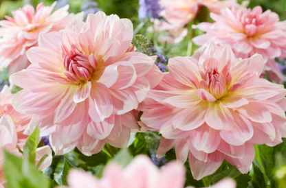Dahlia Fairway Pilot