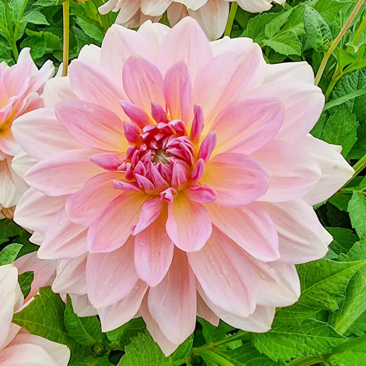 Dahlia Fairway Pilot