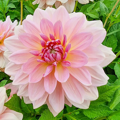 Dahlia Fairway Pilot